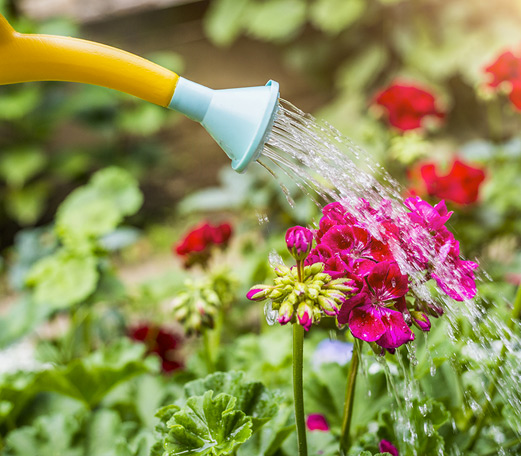 Arrosage des pelouses, jardins, fleurs et arbustes

