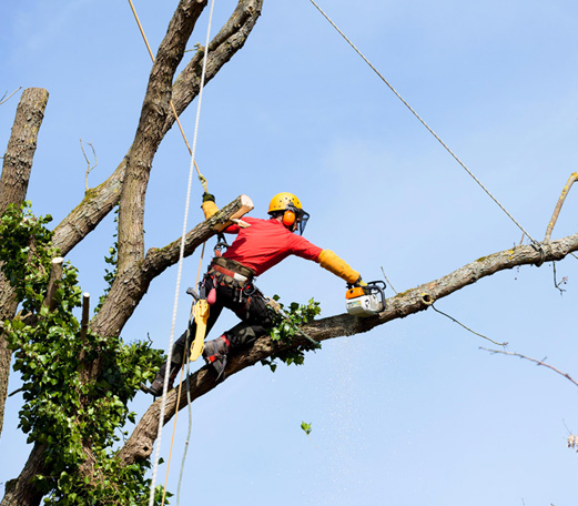 Elagage des arbres à Blanquefort : chaque arbre a sa coupe !